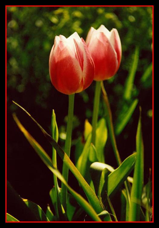1075543884_gal_tulipany[1].jpg