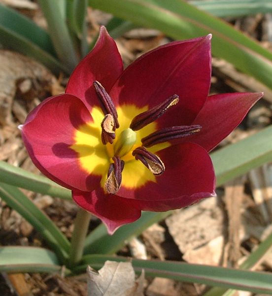 tulipan[1].jpg
