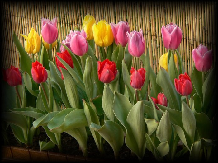rychlene_tulipany.jpg