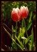 1075543884_gal_tulipany[1].jpg