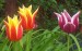 tulipany3lt8[1].jpg